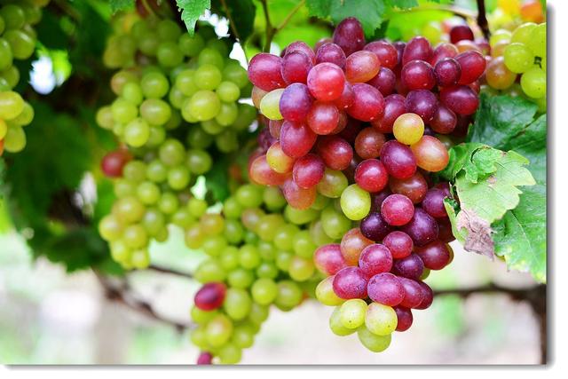 无籽红提的功效与作用，无籽红提的功效（提子里的这种物质能延缓衰老）