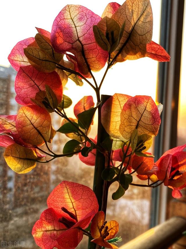 三角梅哪个品种最漂亮好看，三角梅哪个品种最勤开花？花开最美艳