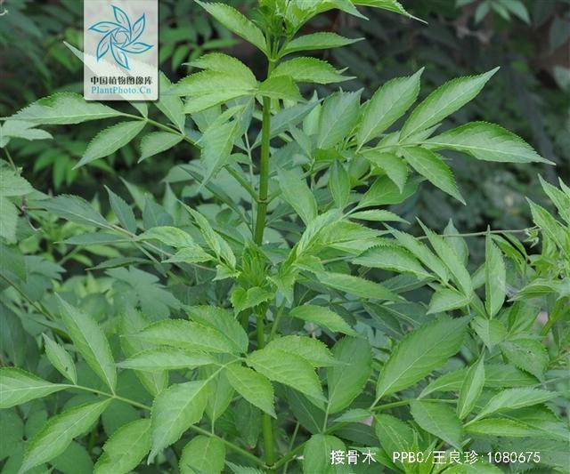 接骨木拼音jiē gǔ mù别名公道老,扦扦活,马尿骚,大接骨丹[陕西]