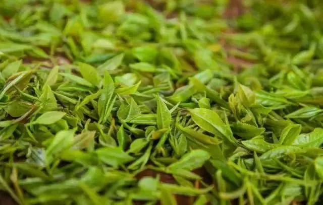 贵州十大名茶，贵州有哪些名茶（贵州这些名茶，你喝过几种）