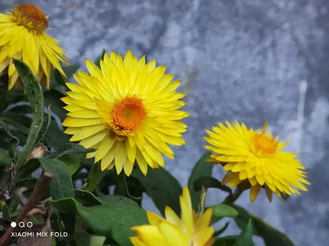 kimoji，极具个人风格：美国影星（kimoji怎么读）