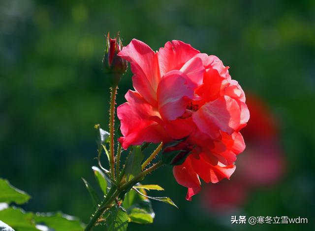 带刺的玫瑰花图片，玫瑰花带刺的品种（摄影#图片：多彩的刺玫瑰花…）