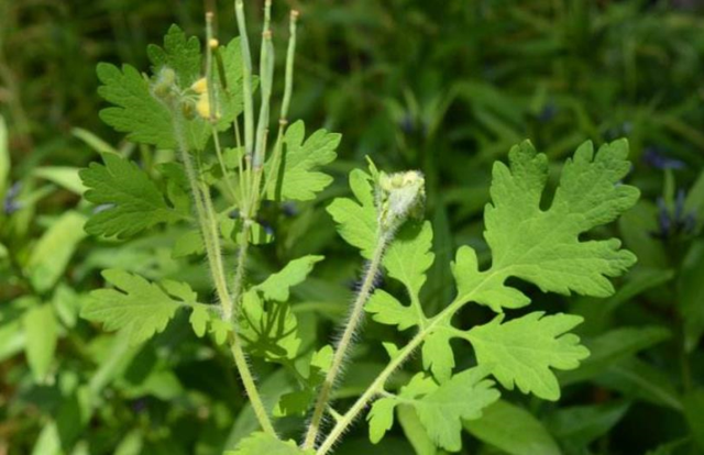 白屈菜圖片與功效,白屈菜圖片(農村的這種野草)