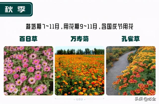 蓬径和冠幅有什么区别，冠径和冠幅是什么意思（这份图文并茂的强烈建议收藏）