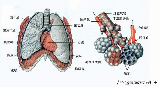 关于变形杆菌属介绍，变形杆菌有哪几种（医院内获得性肺炎）