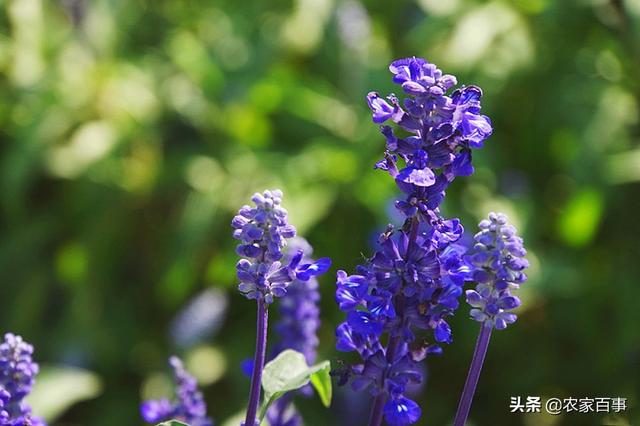鼠尾草的功效与作用，鼠尾草是什么（称是“一种能让人变美的植物”）
