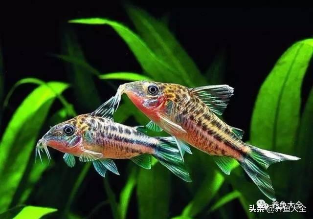 鹦鹉鱼死前征兆，红鹦鹉鱼会不会撑死（让观赏鱼死亡的水中杀手）