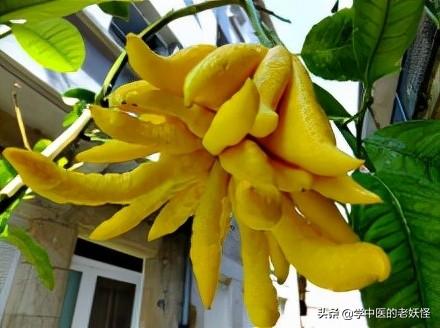 佛手的功效与作用，佛手的功效与作用是什么（每日学习一味中药——佛手）