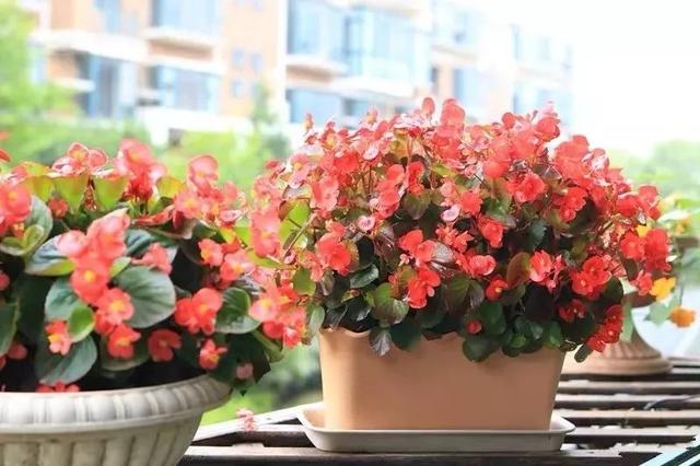 春夏秋冬四季什么花好看，这十种花几乎一年四季都开花