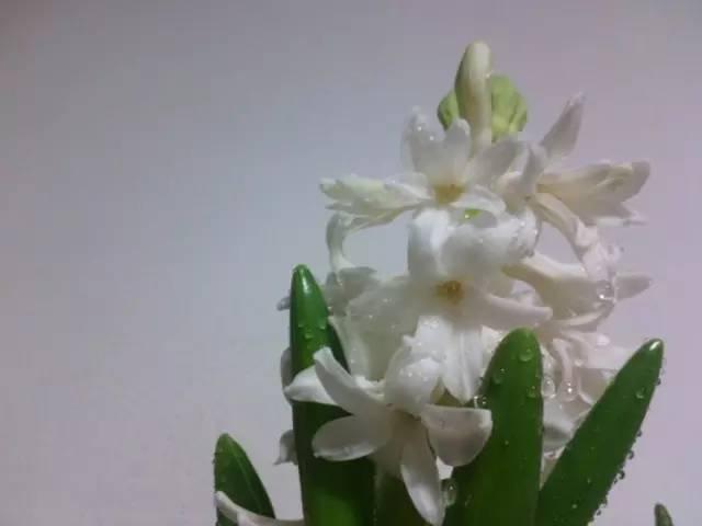 各种花的花语，各种花的花语爱情（史上最全花语大全）