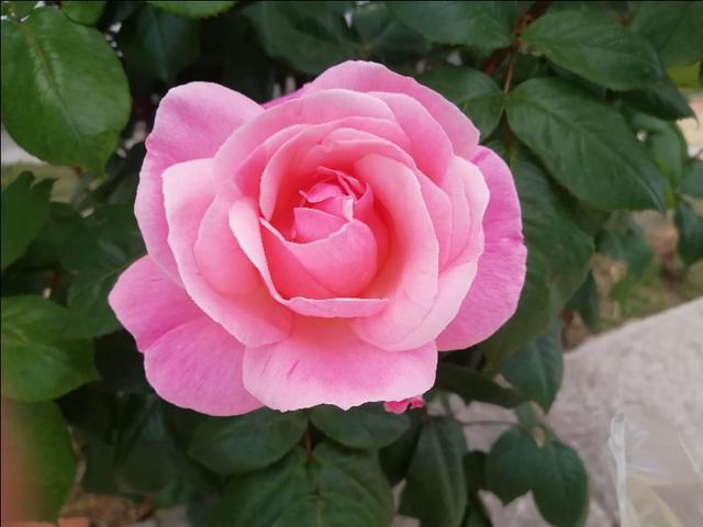 鹤山市信息网张姨的男妾，张巡杀妾小说（杨玉环和唐明皇的爱情史）