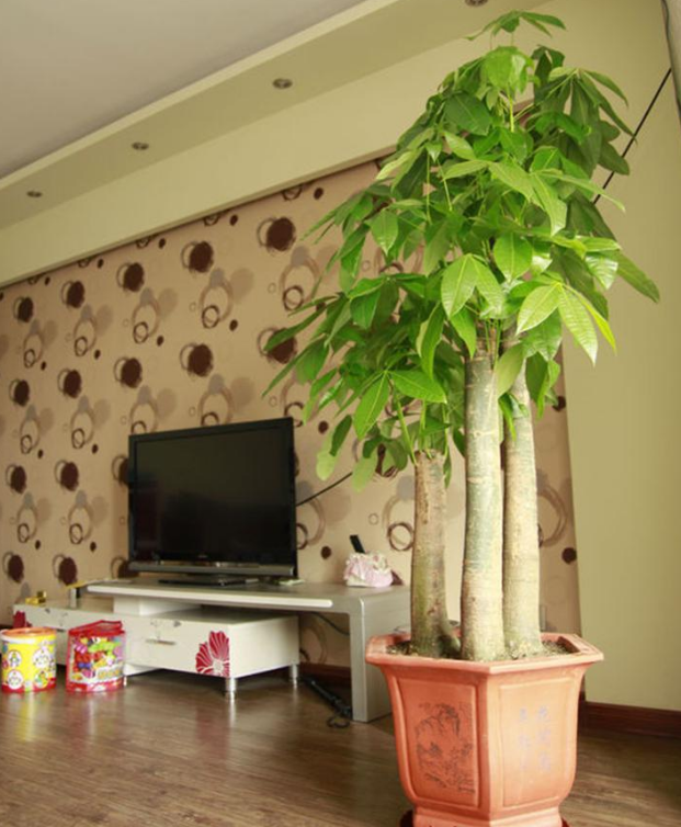 马齿苋多少钱一棵，马齿苋药材价格（堪称“死不了”）