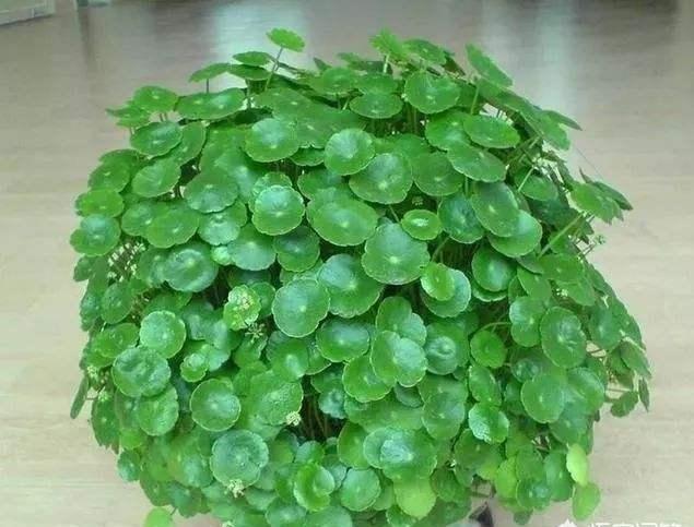 铜钱草，财源滚滚来你家（铜钱草的养殖方法和注意事项）