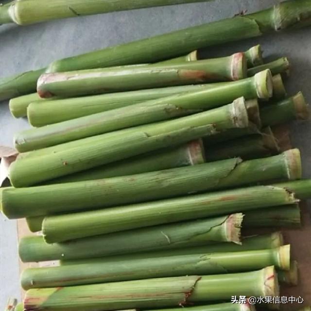 醋柳果的功效与作用，醋柳果的功效与作用及禁忌（国内有哪些小众特色水果）