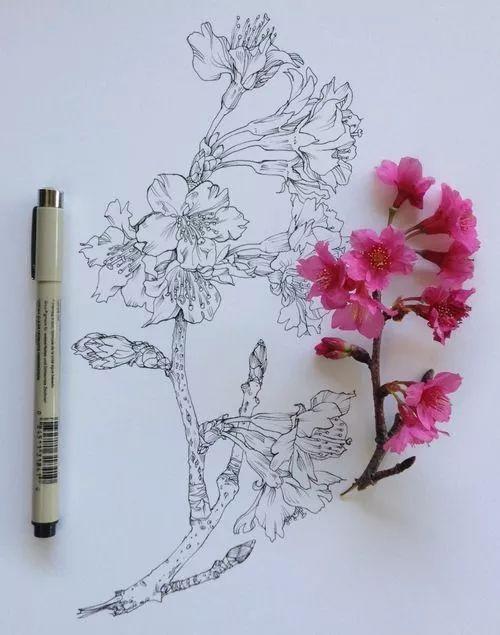 怎样用中性笔画玫瑰花好看，中性笔画花卉图片（一篇用针管笔画的植物花卉）