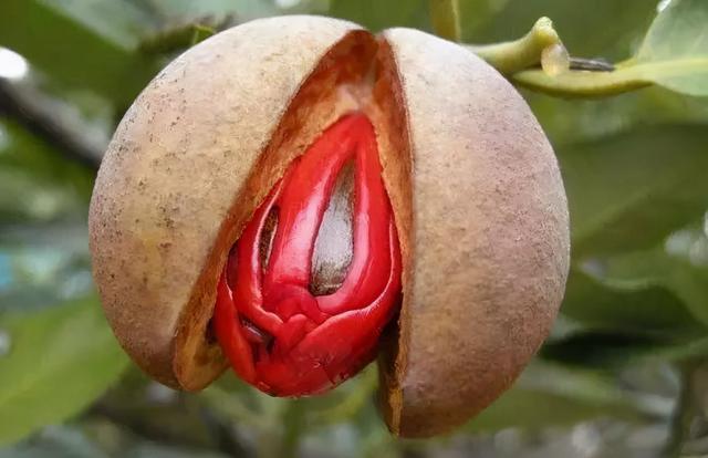 豆蔻是什么，“豆蔻年华”中的豆蔻是哪一种豆蔻（酸梅汤里面肉豆蔻是什么）