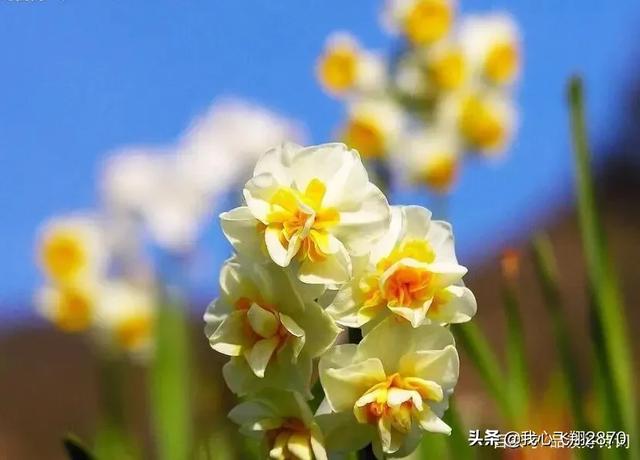 关于水仙花的诗句，水仙花的诗句（欣赏一组赞咏水仙花的诗句）