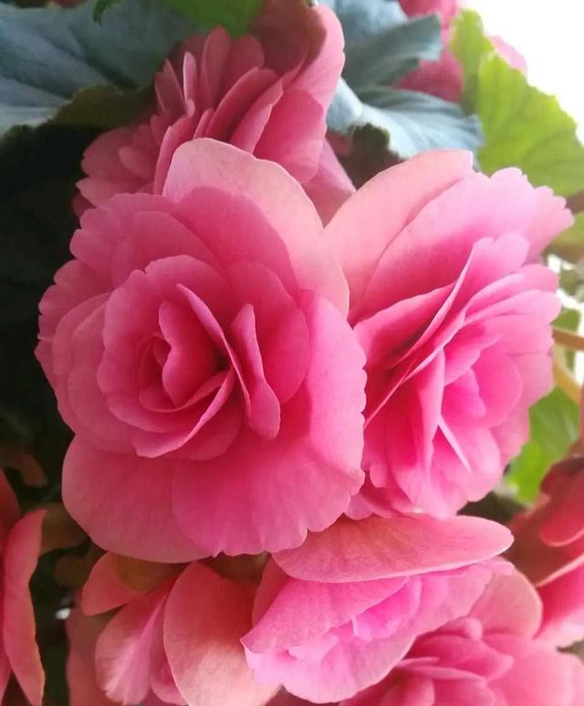 如何养好比利时杜鹃，如何养好比利时杜鹃品种（经验少的朋友别入“坑”）