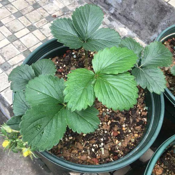 霸王花是火龙果的花吗，昙花、霸王花、火龙果花和令箭荷花的区别（奶奶把一根枝插土里）