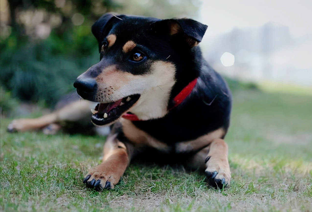 中华田园犬为什么禁养？专家说出背后的4大原因