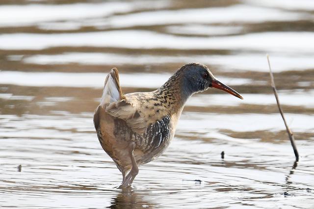 水鸡是什么，水鸡是什么车（西方秧鸡、叽咋柳莺......）