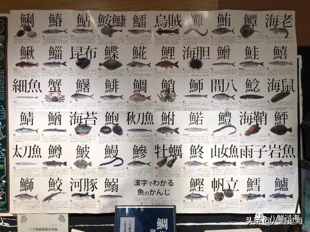 马鲛鱼有几种，马鲛鱼是什么鱼种（鲐鱼、鲅鱼、挪威青花鱼）