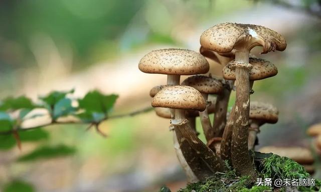 蟹腿菇的营养价值，蟹味菇的营养（蘑菇这样吃能预防老年痴呆）