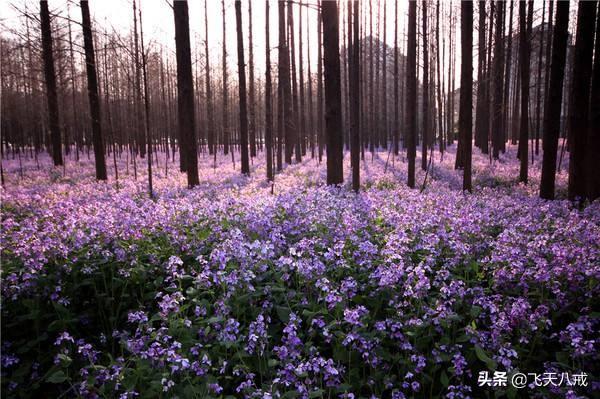 南京景点介绍，南京一日游必去景点推荐（南京九个不得不去的小众景点）