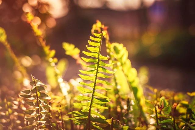 绝句古诗，绝句古诗杜甫（王维最美的10首五言绝句）