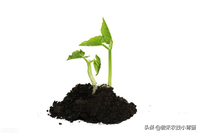 腐殖酸主要原料是什么，腐植酸的十大作用（你可能对腐植酸的认识与使用有误区）