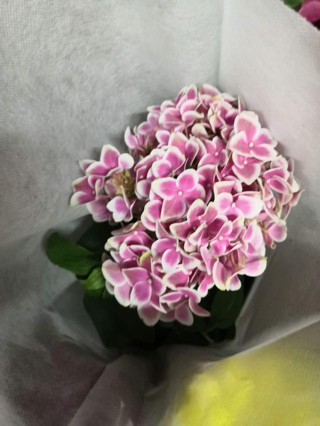 绣球花怎么养，花球又大又鲜艳（绣球花怎么养才能开花）