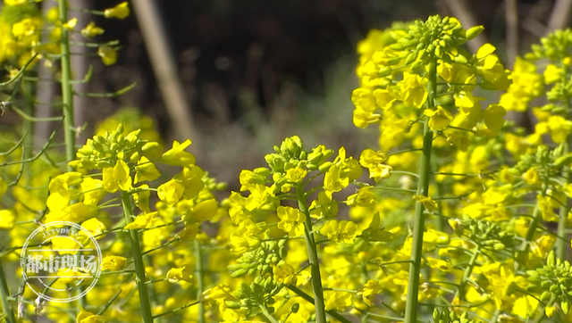 江西油菜花婺源，婺源2020油菜花什么时候开（“中国最美乡村”婺源）