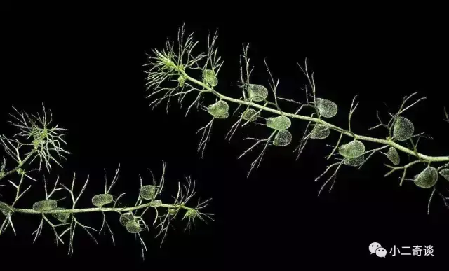 巨型猪笼草有毒吗,猪笼草有毒吗?有什么作用(世界极具恐怖的植物) 巨型猪笼草有毒吗,猪笼草有毒吗?有什么作用(世界极具恐怖的植物)