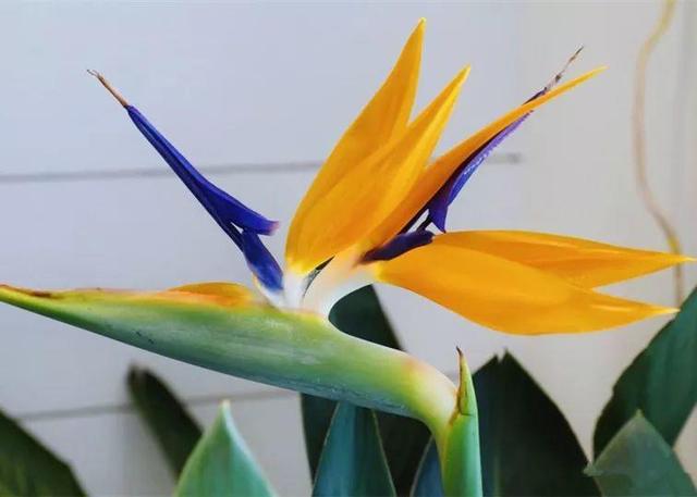 观音莲的花语，观音菩萨与莲花的寓意（守护你的小幸福）