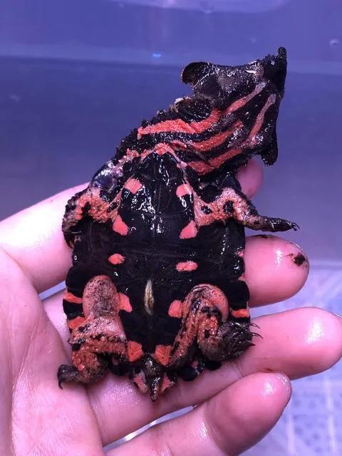 玛塔龟,一一枯叶龟 玛塔玛塔龟>(玛塔龟好养吗)