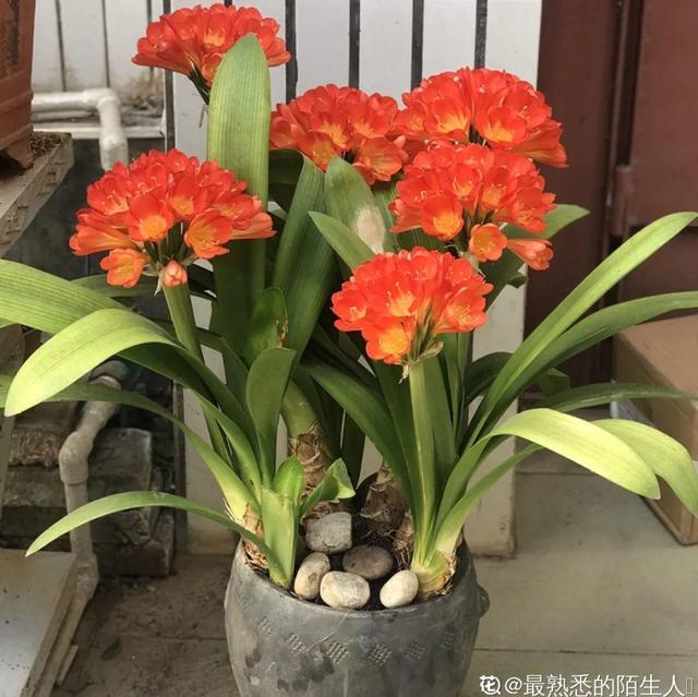 窜出与蹿出的区别，窜是什么意思（给花喷点花多多）