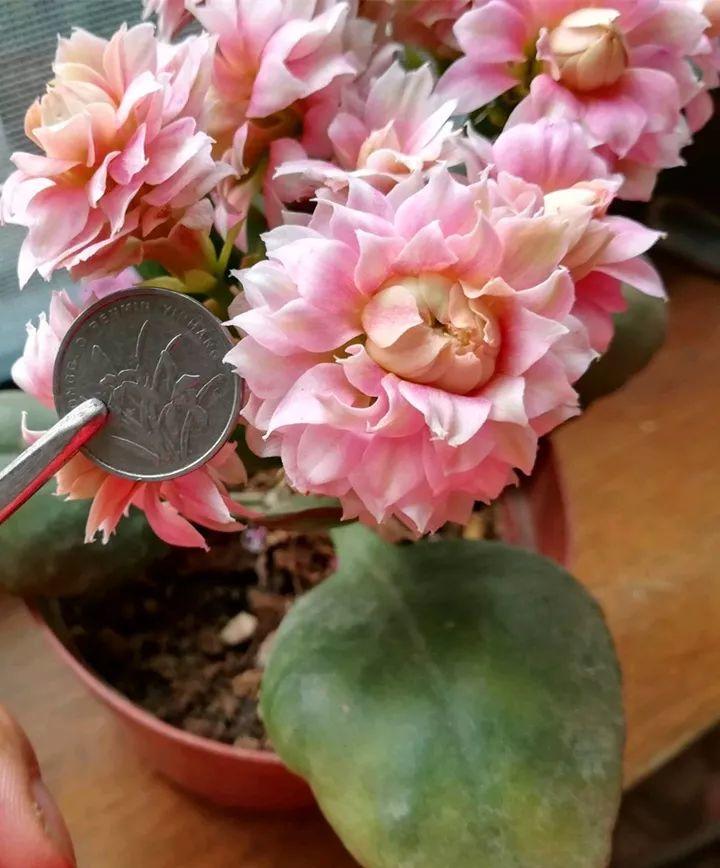 80个长寿花品种,全都美极了,只养1盆真的不够