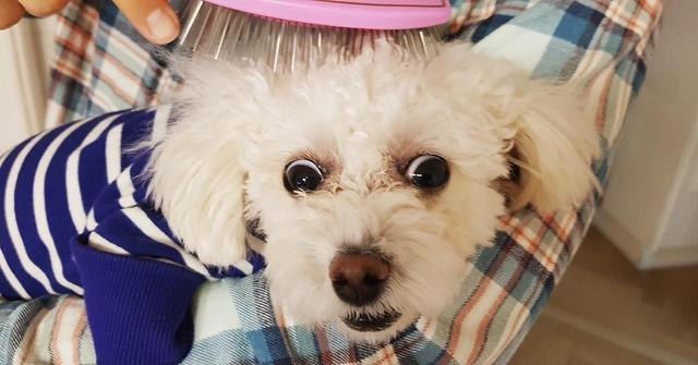 狗子啥时候掉毛严重，为什么狗狗在冬天掉毛特别多