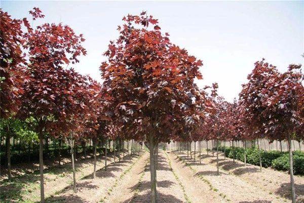 1米塔柏树苗价格多少钱一棵，1米高塔柏价格（这5类苗正在涨价）