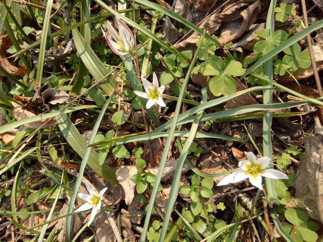 哪些人不能吃野葱，“老鸦瓣”认识的人不多