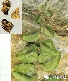 白牛胆的功效与作用，白牛胆的功效与作用禁忌（中药图片大全与功效）