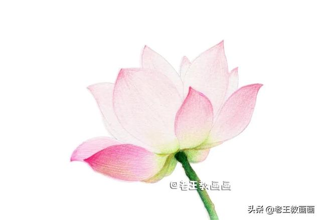 如何画荷花，如何画荷花国画（教你用彩铅画一朵荷花）