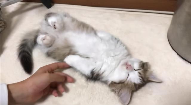 猫尾巴竖起来什么意思，小猫翘着尾巴是什么意思（一动尾巴就出卖心情的猫咪也太可爱了）