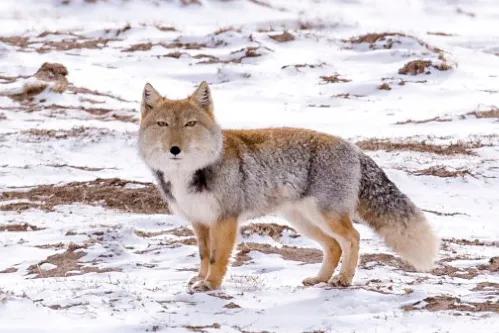 常见的野生动物有哪些，野生动物有哪些（盘点中国那些长得特别萌的野生动物们）