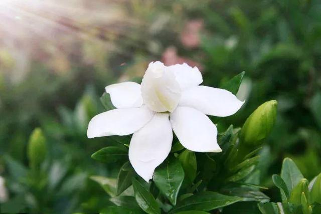 观音莲的花语，观音菩萨与莲花的寓意（守护你的小幸福）