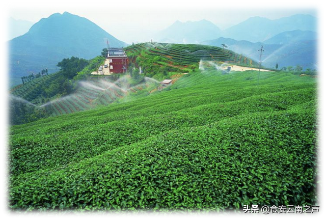 高山茶属于什么茶，高山茶属于什么茶红茶还是绿茶（茶叶品质的主要影响因素有）