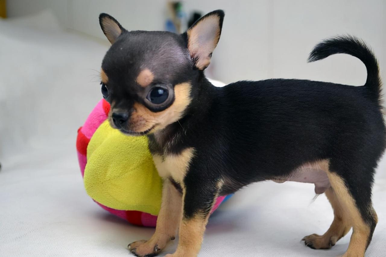 铁包金泰迪多少钱(狗狗品种介绍大全) - 价格百科