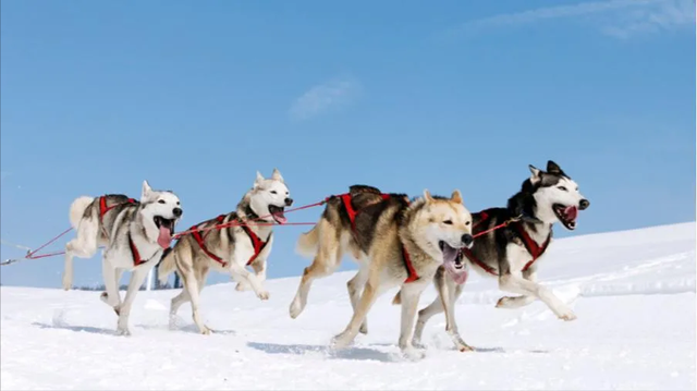 雪橇狗图片，雪橇犬每天跑160公里（雪橇犬大全）
