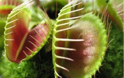 什么是食人花，什么是食人花的克星（这种植物能吃人，碰到要小心）