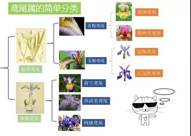 鸢尾花的寓意是什么，鸢尾花是什么含义（全球70000多个品种的这类植物原来都叫鸢尾）